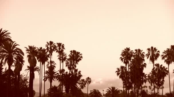 Palm Trees Sepia Color Los Angeles California — Stock Video