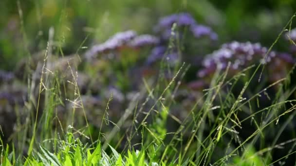 Lente Bloemen Paarse Focus Uit — Stockvideo