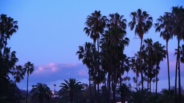 Palmbomen Bij Dusk California — Stockvideo