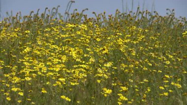 Carrizo Plain Goldfields Çiçekleri Süper Bloom CU California ABD