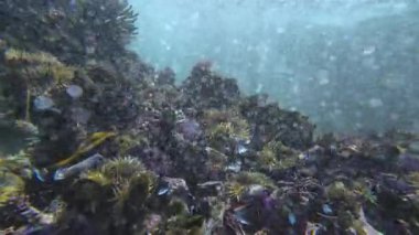 Sualtı Pasifik Okyanusu Mor Deniz kestanesi ve Anemone