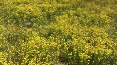 California Goldfields Yaban Çiçekleri Dolly Carrizo Plain R, Kaliforniya ABD