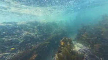 Palos 'taki Okyanus Akıntıları' nda Yosun Hareketi Kaliforniya Kıyısına Karşı ABD Sualtı Denizi