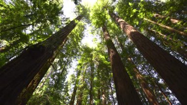 Giants Rockefeller 'ın Redwood Majestic Bulvarı Humboldt Humboldt ABD