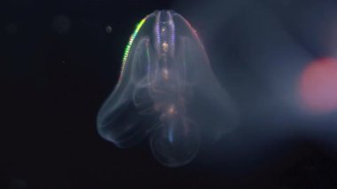 Biyolüminesans Denizanası Siğil Tarağı Mnemiopsis Leidyi 'nin Aşırı Kapanışı