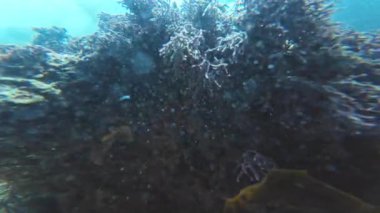 Palos 'taki Ilıman Resifi' ndeki Deniz Organizmaları Kaliforniya Kıyısı ABD Sualtı Okyanusu 'na Karşı