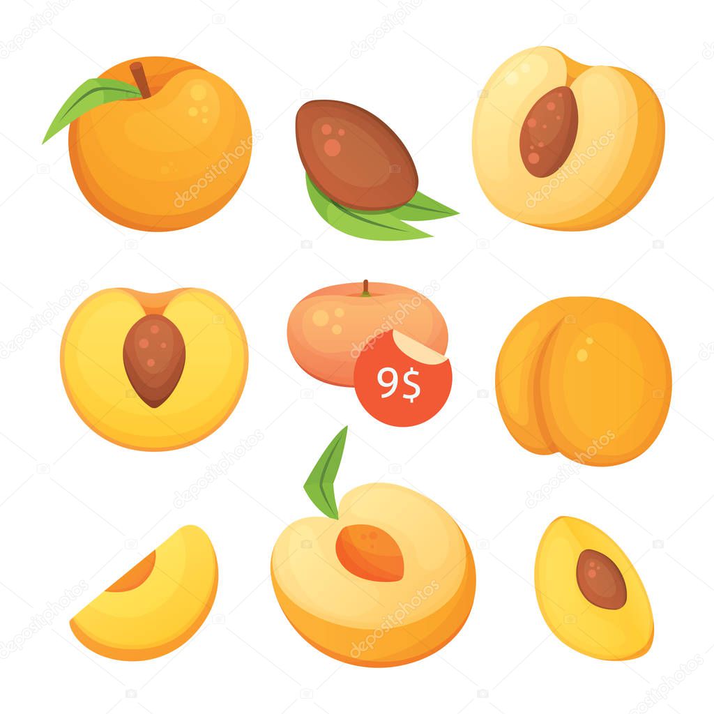 Collection of isolated cut and whole vector peaches. Vector apricot illustration in curtoon style