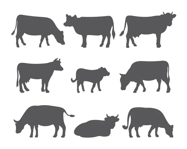 Vector vaca e bezerro silhuetas em diferentes poses. Conjunto de vacas isoladas sobre fundo branco . —  Vetores de Stock