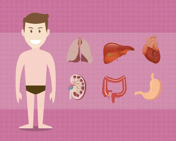 Menschliche Körperteile Cartoon Stil Mit Ausfallschritt Leber Herz Niere Dickdarm — Stockvektor