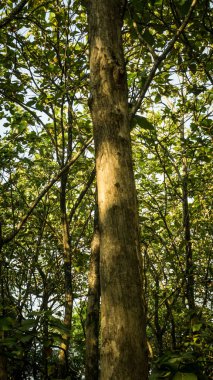 endonezya merkezi java pekalongan bir jati ağacı geleneksel en iyi ahşap