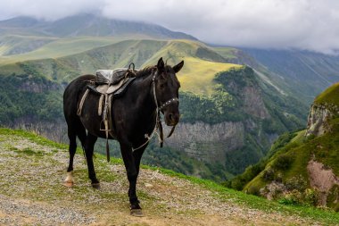 Georgia, Gudauri yakınlarındaki tepede siyah eyerli bir at duruyor. Tarihsel olarak, atlar, engebeli Kafkasya boyunca ticaret ve savunma için hayati önem taşıyordu.. 