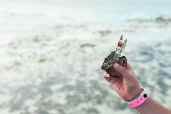 Live crab in hand on background of ocean.