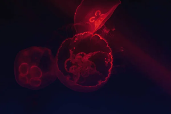Jellyfish in the neon light. Beautiful red background with sea creatures