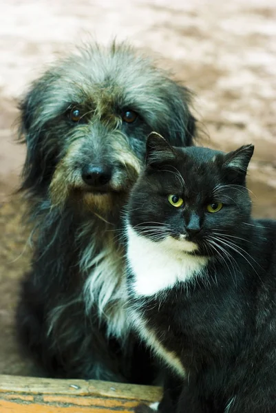Köpek ve kedi. Kedi ve köpek yakınlarda oturuyor.. — Stok fotoğraf