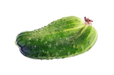 Beyaz bir arka plan üzerinde taze yeşil salatalık. Beyaz arka plan üzerinde izole bir salatalık portre.