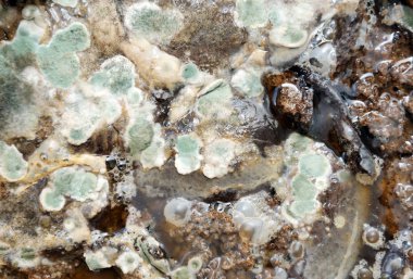 Gıda meyve büyütme kalıp. koyu yeşil ve beyaz turuncu lekeler ile zehirli yeşil küf doku. Makro ile doğal kalıp arka plan. kalıp yeşil tonları