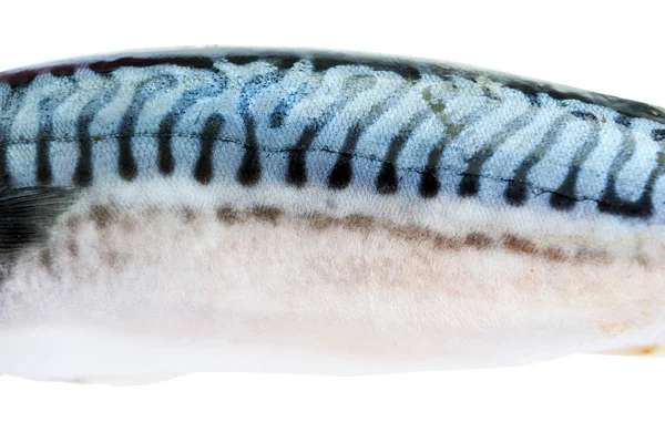 Färsk Makrill Fisk Isolerad Den Vita Bakgrunden Närbild Färsk Frisk — Stockfoto