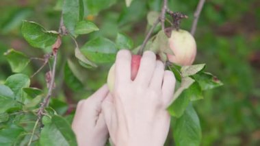 Bu resim, olgun elmaları ustalıkla bir ağaçtan toplayarak sonbahar hasadının özünü ve doğanın cömertliğini gösteren dokuma sepetine koyan elleri yakalar.
