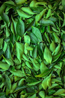 Kurutulmuş köri yaprakları, çok sağlıklı ve doğal güneş, yemek pişirmek ve diğer ayurvedic ilaçlar için kullanılıyor.
