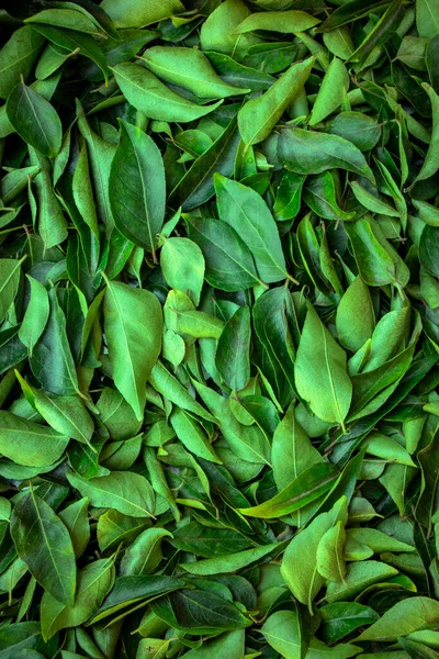 Kurutulmuş köri yaprakları, çok sağlıklı ve doğal güneş, yemek pişirmek ve diğer ayurvedic ilaçlar için kullanılıyor.
