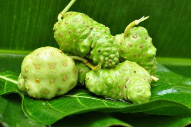 Noni meyve (Morinda citrifolia) 