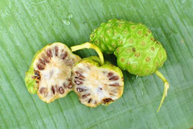 Noni meyve (Morinda citrifolia) 