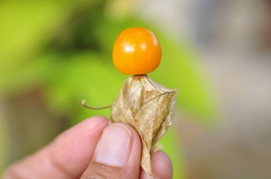 Cape bektaşi üzümü, physalis meyve.