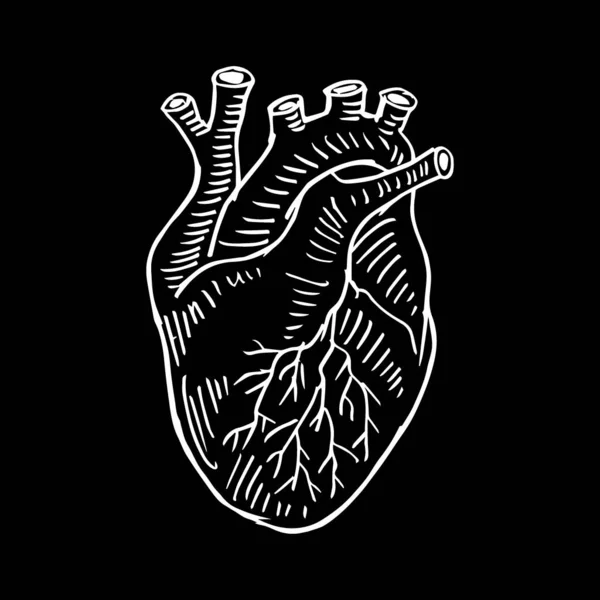 Human Heart Hand Drawing Illustration — Stock Vector