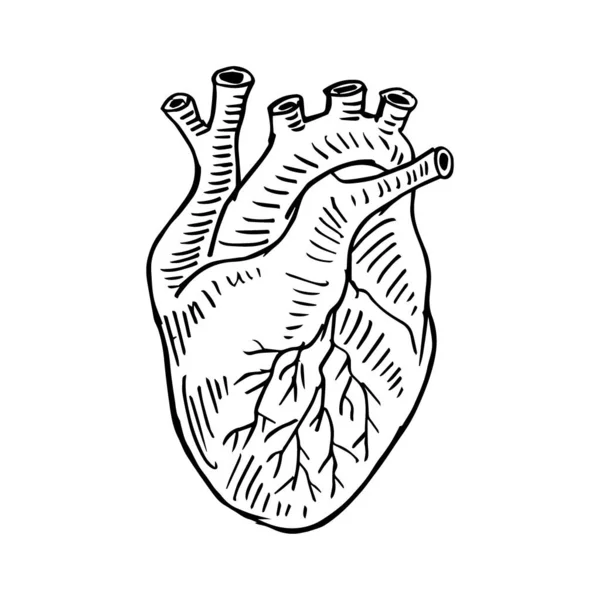 Ilustração Desenho Mão Coração Humano —  Vetores de Stock