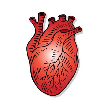 İnsan kalp el çizim illüstrasyon