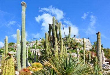 Succulents, Jardin botanique d'Eze, Eze, Fransa