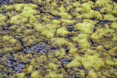 Yosunla kaplı toprak yüzeyinin arka planı