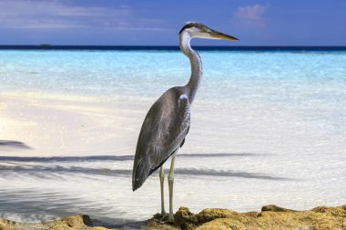 Maldivler. Cennet dinlenme. Güzel deniz manzarası. Dinlenmek için bir yer