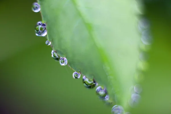 Green Leaf Drops Dew Macro Blur — Stock Photo, Image