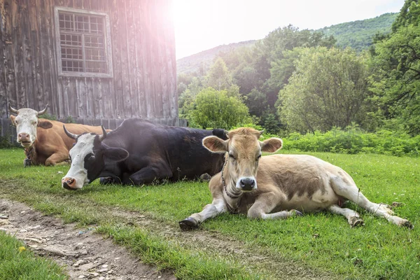 rural life, three cows lie on the grass