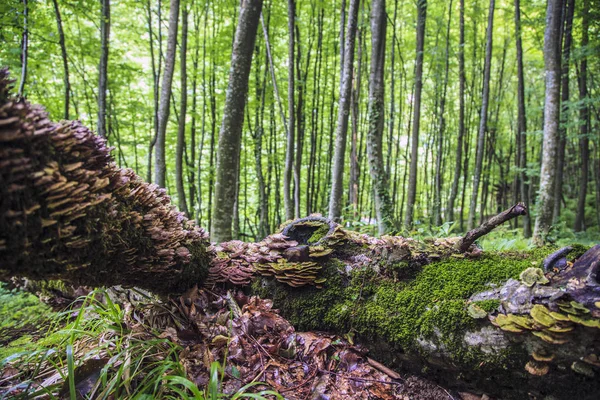 Весняний Ліс Опале Дерево Гриби Пні Мох Корі Дерева — стокове фото