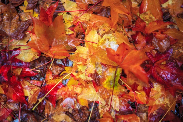 Farbenfroher Hintergrund Der Herbstblätter Auf Dem Rasen — Stockfoto