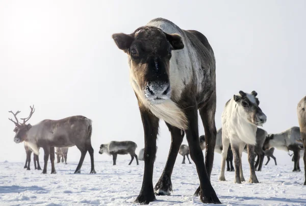 Grasland Rendieren Een Kudde Rendieren Winter — Stockfoto