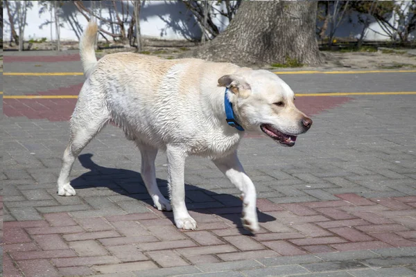 Ein Hund Ein Weißer Labrador Der Durch Ein Einkaufszentrum Läuft — Stockfoto