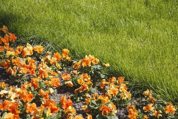 Hierba Césped Separación Zonas Con Jardín Flores — Foto de Stock