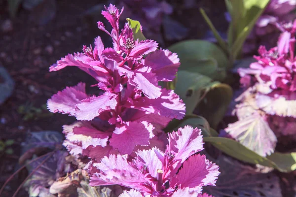 decorative leaves flower, of the purple Cabbage Ornamental.