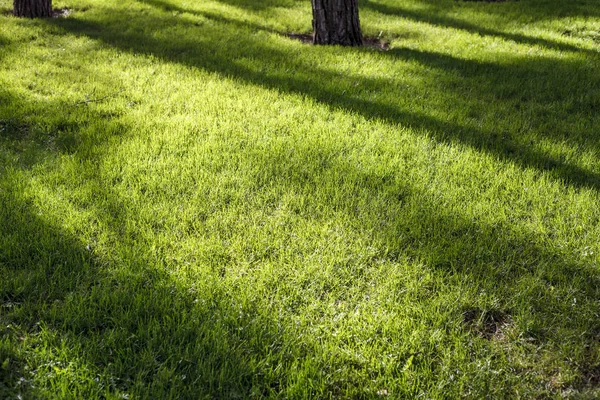 Grass Park Shade Tree Branches Turf Park — Stock Photo, Image