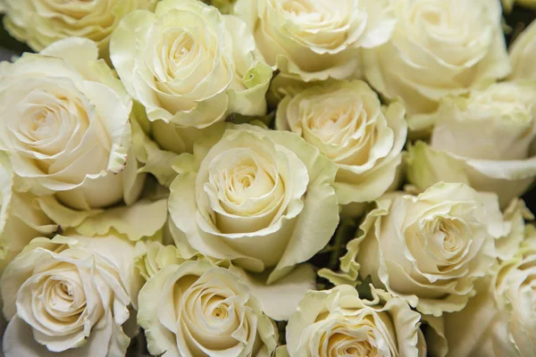 Hintergrund Eines Straußes Schöner Weißer Rosen — Stockfoto
