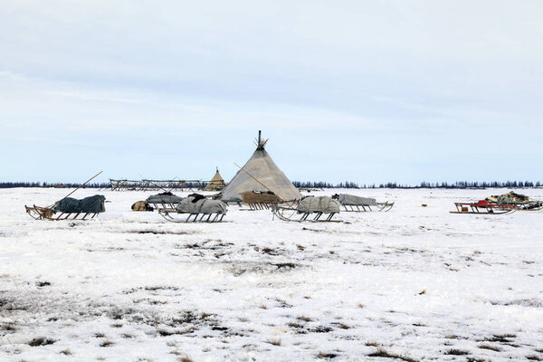 pasture nord reindeers , sledge for reindeer
