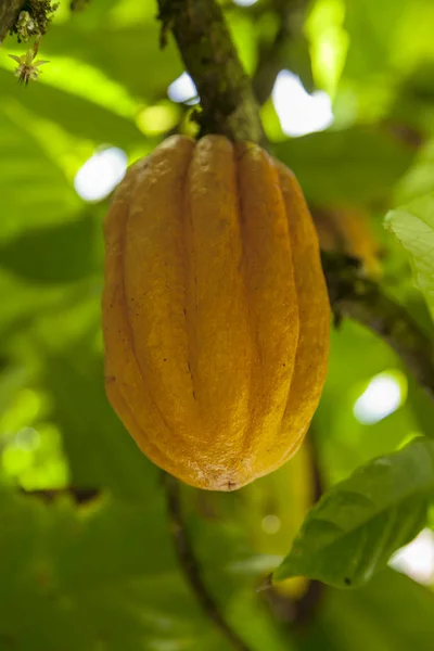 Fruit of cocoa on a tree vertically