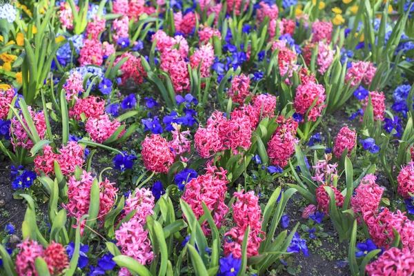 A glade with blossoming flowers of a plant Hyacinthus is a beautiful bulbous plant of the Asparagaceae family blooming in the spring. — Stock Image Glade Blossoming Flowers Plant Hyacinthus Beautiful Bulbous Plant Asparagaceae Family Stock Image