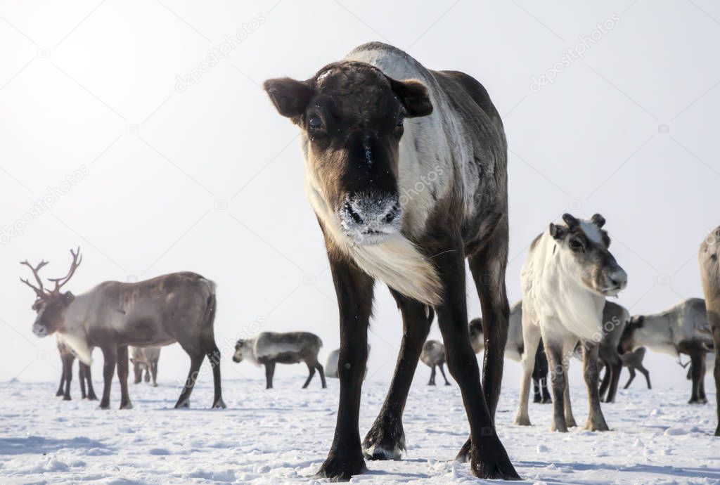 pasture reindeer, a herd of reindeer in winter