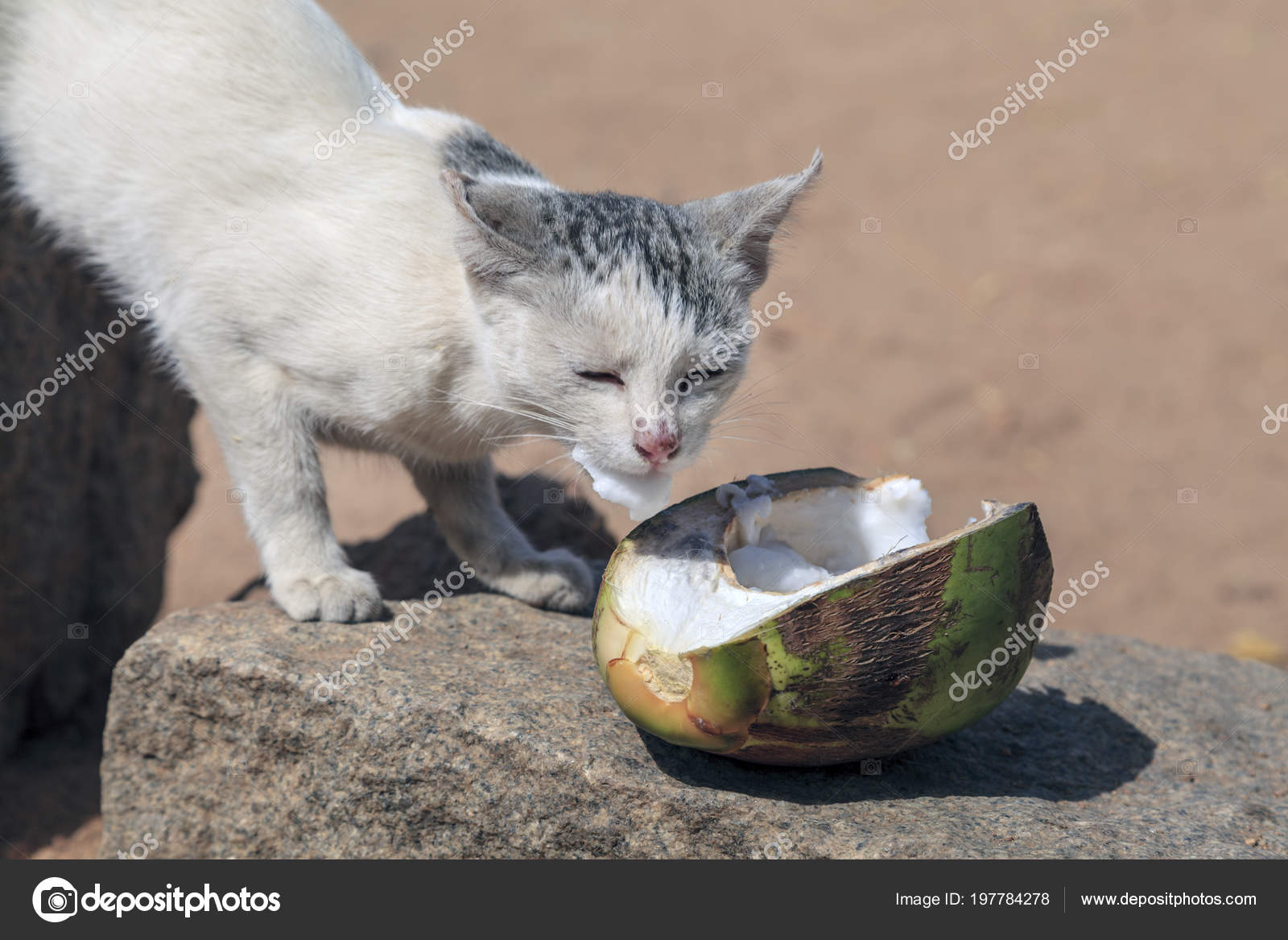Can cats top eat coconut milk