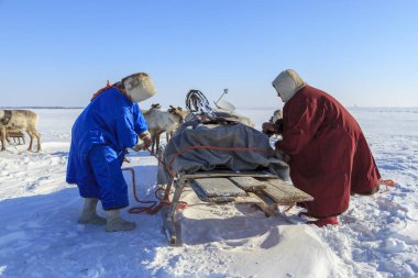 Nadym, Rusya Federasyonu - 27 Nisan 2018: tundra, açık alan, Yardımcısı Ren geyiği doğurmak, Ulusal giysili kadınlar