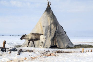 Ren geyiği, Nenets mera ile geyik koşum